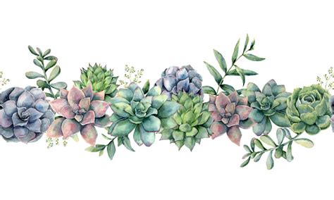 Cacti have numerous anatomical and behavioral adaptations for absorbing and storing water, preventing water loss, protecting themselves from predators, limiting damage from the hot sun, saving their energy, requiring few resources, and attracting pollinators. Watercolor Succulents Seamless Bouquet Hand Painted Green ...
