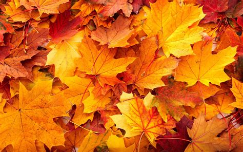 Fall Foliage Wallpaper 55 Pictures