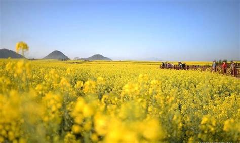 Cánh đồng Hoa Cải Vàng Khoe Sắc Mùa Xuân ở Trung Quốc Du Lịch Chất