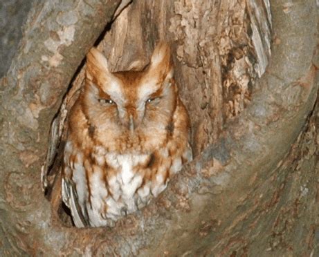 Owls In Western North Carolina Owlcation