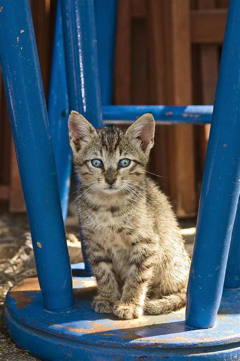 Domestic Cat Felis Catus Kitten Germany Photograph By Konrad Wothe