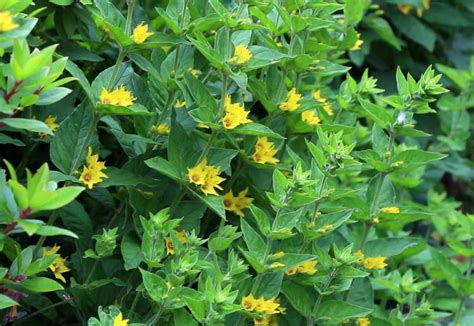Yellow flowered weed, with serrated arrow head leaves, about 6 to 8″ tall in nw oregon. WSHG.NET BLOG | Gardening with Peg — Four Pesky Plants to ...