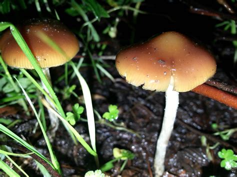 Psilocybe Allenii Mushroom Hunting And Identification Shroomery