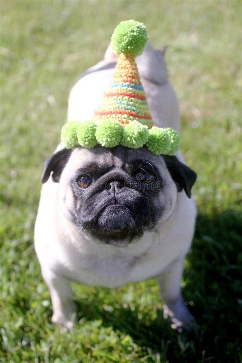 Pug Dog Wearing Birthday Hat Stock Image Image Of Color Sitting