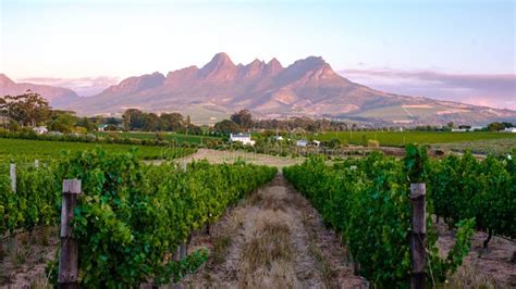 Vineyard Landscape At Sunset With Mountains In Stellenbosch Near Cape