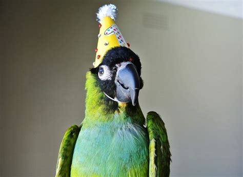 20 Terrifcally Excited Animals Celebrating Their Birthdays Realclear