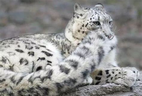 Why Is Snow Leopard Endangered Very Cold Science