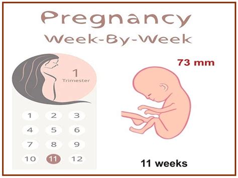 11 Weeks Pregnant Symptoms And Baby Development