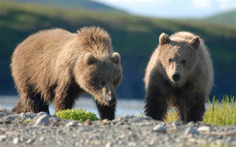 Bear | The Biggest Animals Kingdom