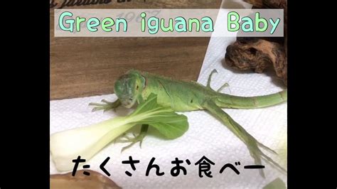 Check spelling or type a new query. イグアナ赤ちゃんご飯タイム - YouTube