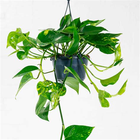 Best Hanging Houseplants That Can Purify The Air Best Art Zone