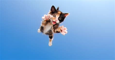 Kittens Pouncing Adorable Photo Gallery Time