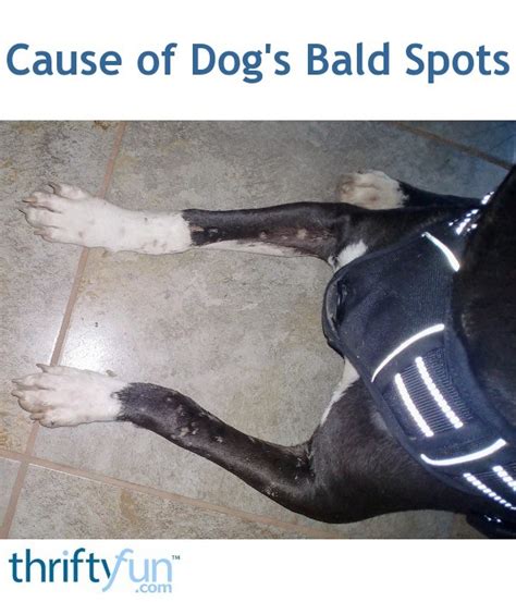Cause Of Dogs Bald Spots Thriftyfun