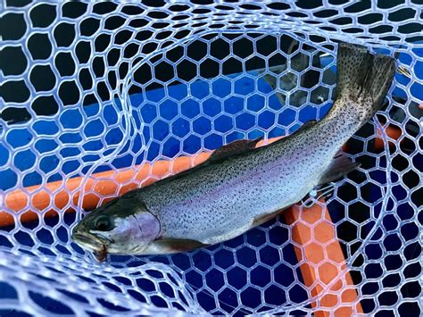 Video And Photos Fly Fishing New Hampshire White Mountains Swift River