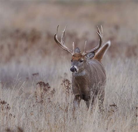 The Largest Whitetail Deer Ever Caught In Maryland A Z Animals