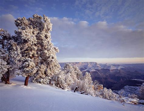 Pinyon Pine Trees Covered In Snow In Winter South Rim Grand Canyon