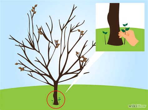 How To Prune A Cherry Tree 11 Steps With Pictures Wikihow