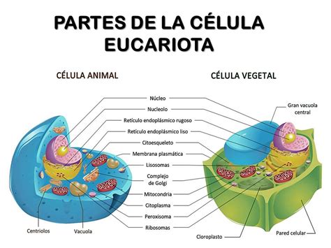 Partes De La Célula Y Sus Funciones Consejos Celulares