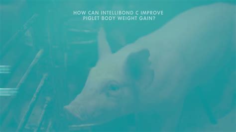 How Can Intellibond C Improve Piglet Body Weight Gain Youtube