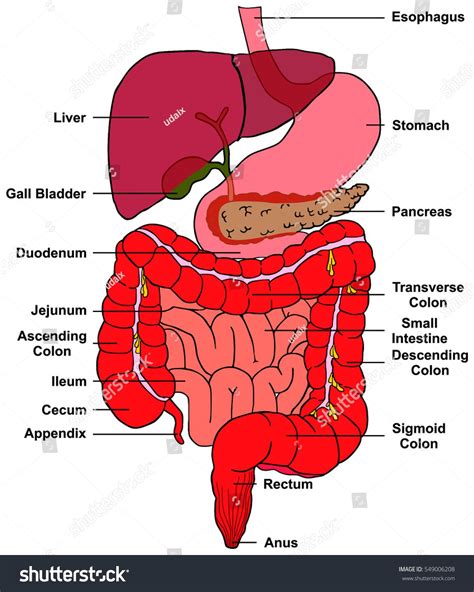 Diagram Of Liver In Body Liver Function Tests Diseases Symptoms