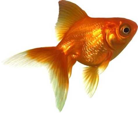 Goldfish Png Transparent Image Download Size 1200x987px