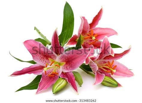 Beautiful Pink Lily Flower Isolated On Stock Photo Edit Now 313483262