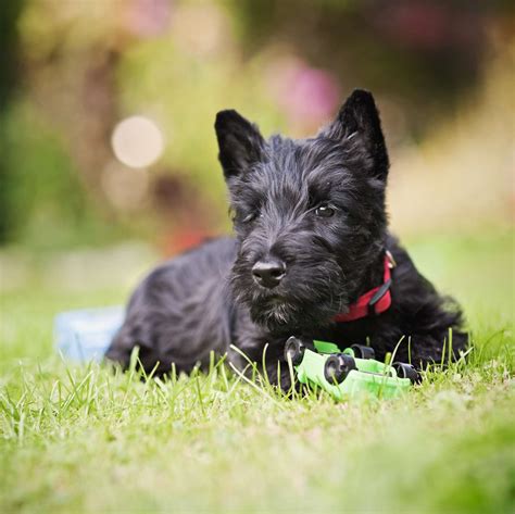 What Breed Is A Scottie Dog