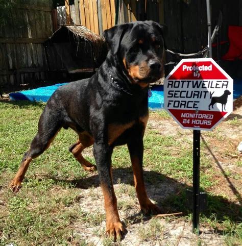 Pin On Rottweilers