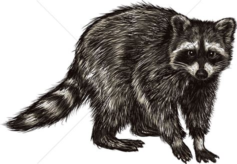 Met een stoere tekening van een wasbeertje op een donkergroene achtergrond. Raccoon Vector Image - 2021298 | StockUnlimited