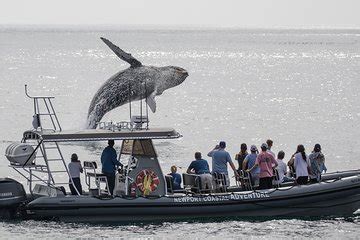 Newport Coastal Adventure Whale Watching (Newport Beach ...