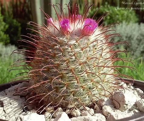 Una especie endémica es aquella que se distribuye en un ámbito geográfico reducido y que no se encuentra de forma natural en otras partes del mundo. Mammillaria bombycina Endémica de Aguascalientes y Jalisco ...