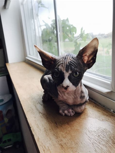 Sphynx Cats For Sale Mchenry Il Petzlover