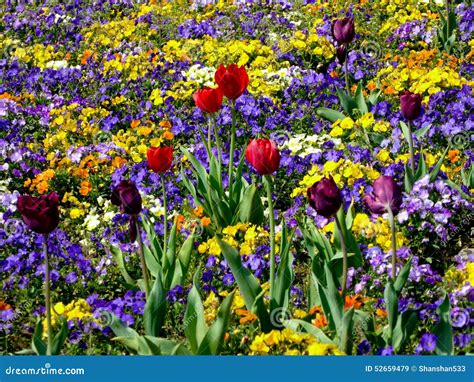 A Field Of Pansies Stock Image Image Of Century Field 52659479