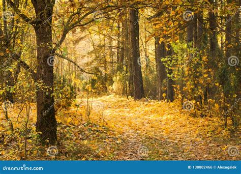 Path In Autumn Forest Covered With Yellow Leaves Beautiful Calm Fall