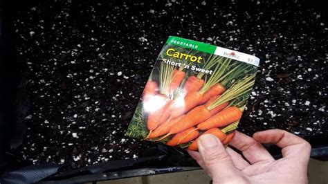 Selecting a proper container is essential for a good yield. 🥕How to plant and grow carrots from seed in pots or containers🌱 - YouTube