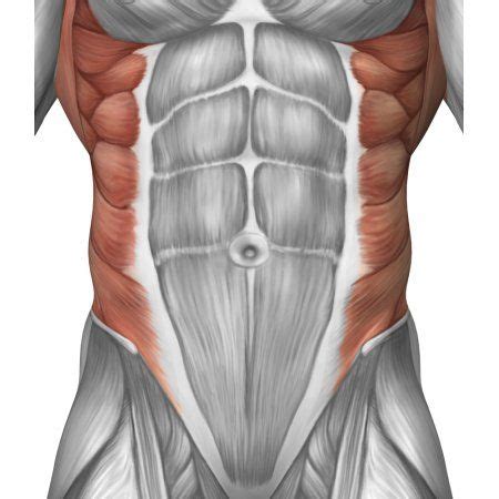 Human anatomy diagrams show internal organs, cells. Potent Combination Of Fitness Products, Fitness Trainers ...