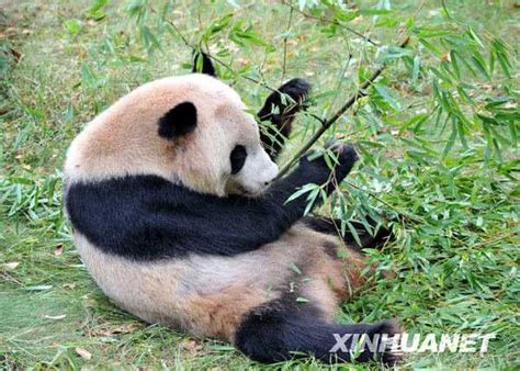 Information About Giant Panda Yang Yang Panda News