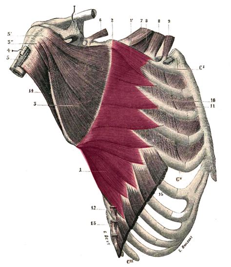 Serratus Anterior Anatomy