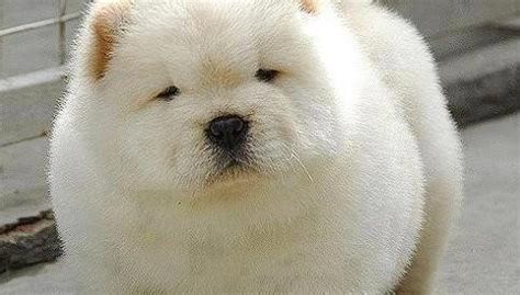 10 Dogs That Look Like Polar Bear Cubs