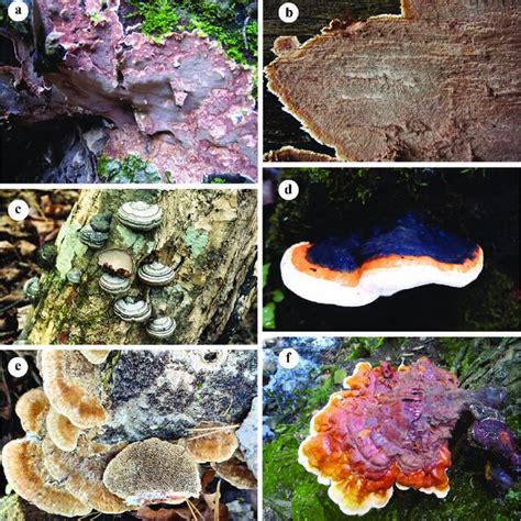 Symptoms Of Some Typical Forest Pathogens A Coniferiporia