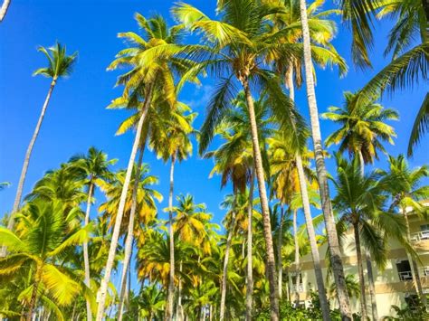 Palm Trees And Blue Sky Free Stock Photo Public Domain