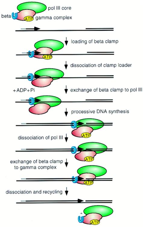 dna polymerase iii running rings around the fork cell