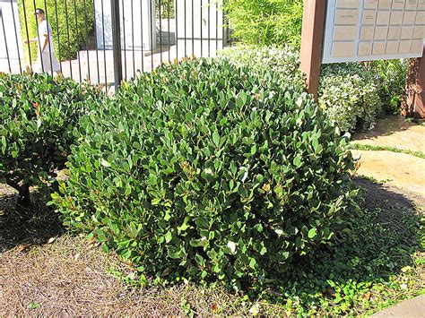 Osage orange tree roots reach, according to one government report, as much as 27 feet down into the soil. Japanese Mock Orange (Pittosporum tobira) in Eugene ...