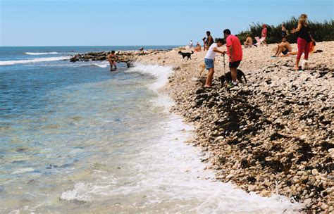 10 cosas que hacer en El Campello con perro: ¡llévatelo estas vacaciones!