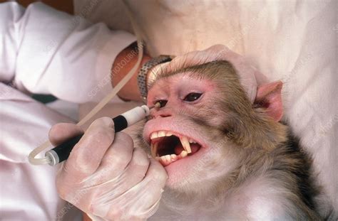 Find out what happened any why these beautiful creatures are now lost to the world. Animal Testing - Stock Image - C007/5499 - Science Photo ...