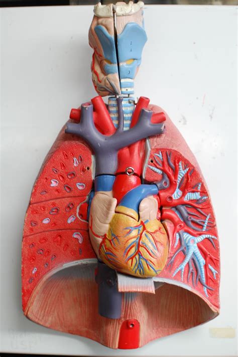 Human Anatomy Lab The Respiratory System