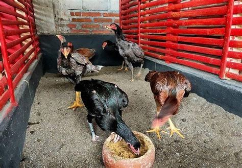 Shamotradngon adalah ayam silangan 3 darah yang terdiri dari ayam shamo, ayam bangkok trad misalnya penjantannya shamo biangnya tradngon atau pejantannya shamotrad biangnya saigon. Tradngon Ayam : Ayam Bangkok Jual Hewan Peliharaan ...