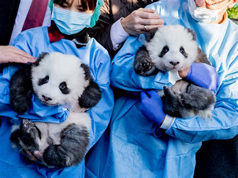Meng Xiang Und Meng Yuan Berliner Panda Babys Sind Jungs Berlinde