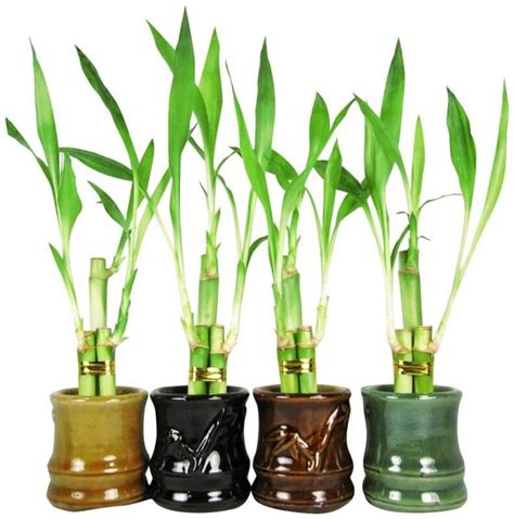 Bamboo In Pots Learn How To Plant Pruning Care And More Such As