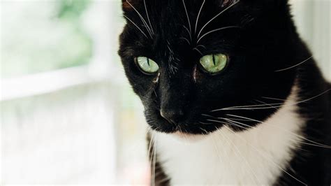 Close Up Photo Of Black Cat · Free Stock Photo